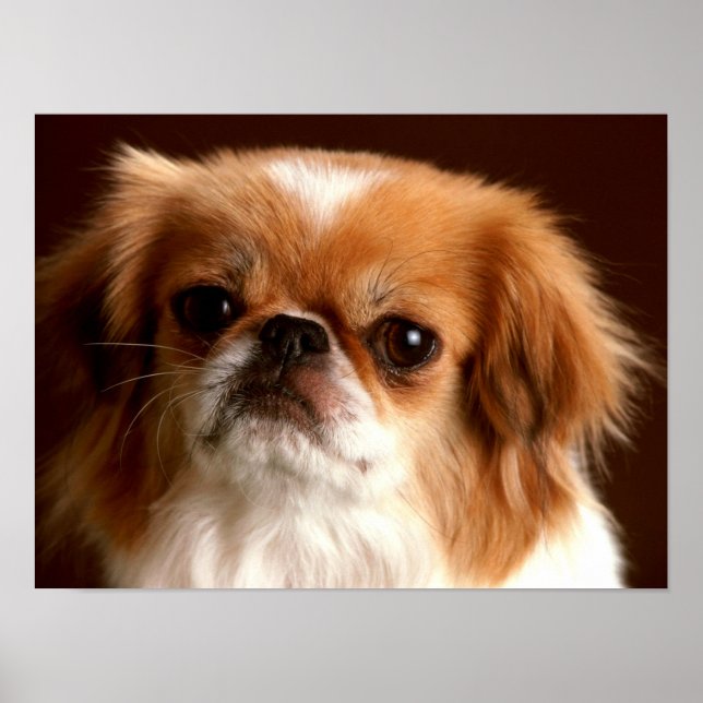 Portrait of a Spaniel dog Poster (Front)