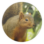 Portrait of a Squirrel Eraser
