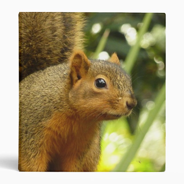 Portrait of a Squirrel Nature Animal Photography 3 Ring Binder (Front)