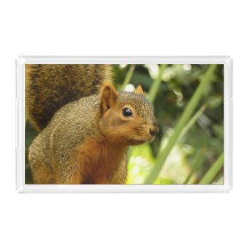 Portrait Of A Squirrel Nature Animal Photography Acrylic Tray by mlewallpapers at Zazzle