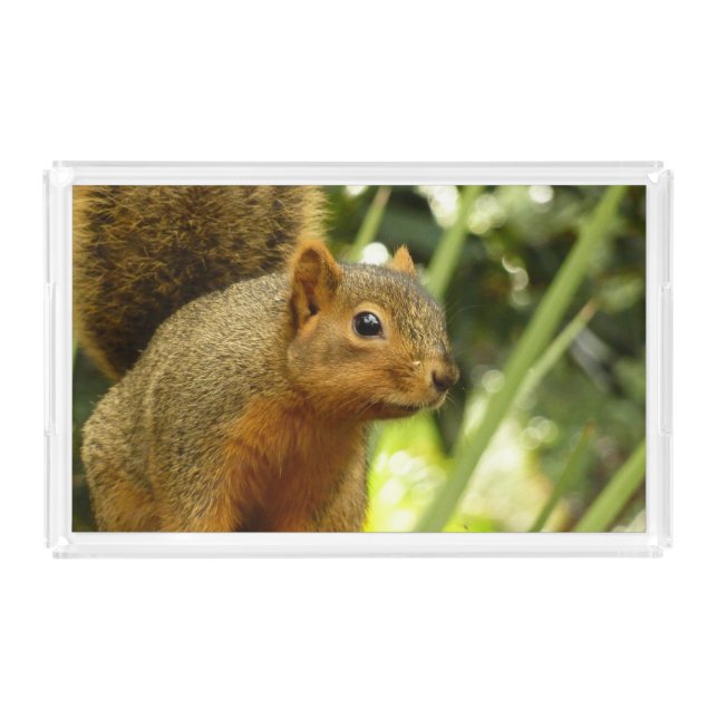 Portrait of a Squirrel Nature Animal Photography Acrylic Tray (Front)