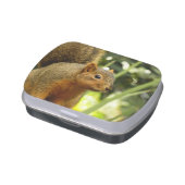 Portrait of a Squirrel Nature Animal Photography Candy Tin (Side)