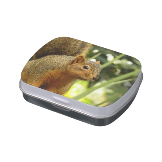 Portrait of a Squirrel Nature Animal Photography Candy Tin (Side)