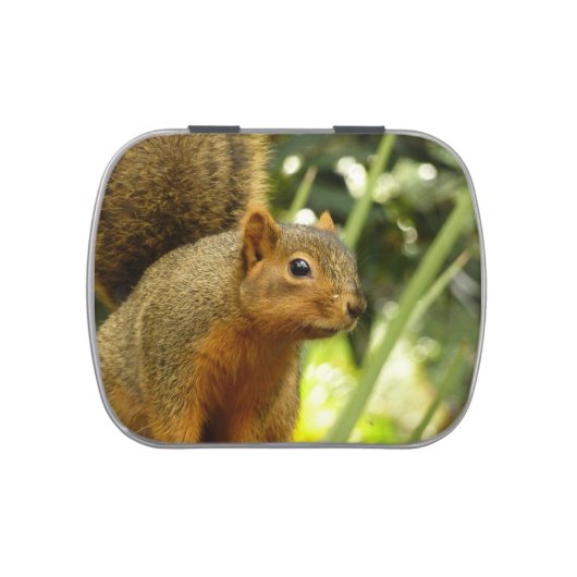 Portrait of a Squirrel Nature Animal Photography Candy Tin (Top)