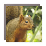 Portrait of a Squirrel Nature Animal Photography Car Magnet