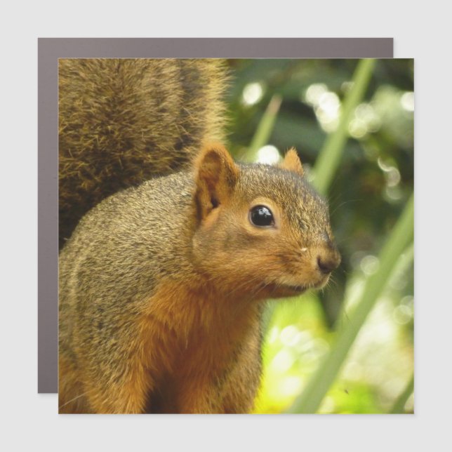 Portrait of a Squirrel Nature Animal Photography Car Magnet (Front)