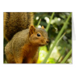 Portrait of a Squirrel Nature Animal Photography Card
