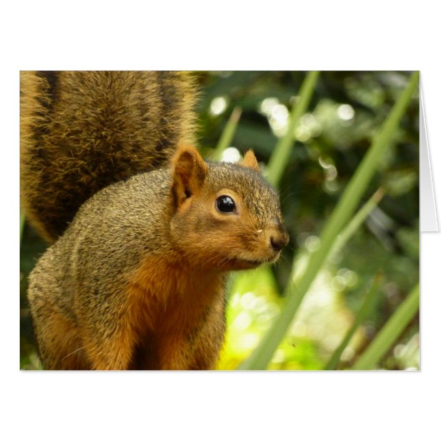 Portrait of a Squirrel Nature Animal Photography Card (Front Horizontal)