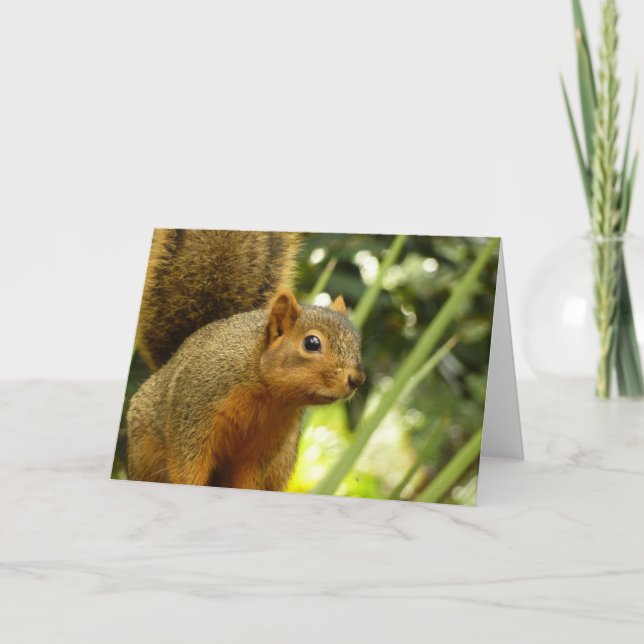 Portrait of a Squirrel Nature Animal Photography Card (Front)