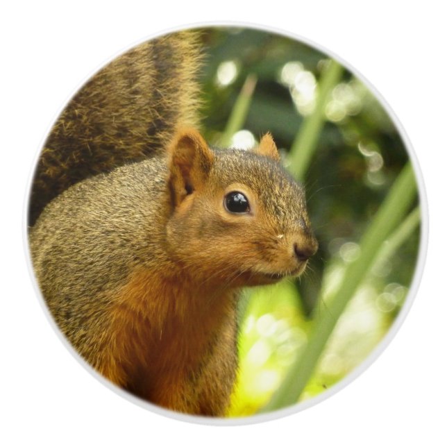 Portrait of a Squirrel Nature Animal Photography Ceramic Knob (Front)