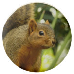Portrait of a Squirrel Nature Animal Photography Chocolate Covered Oreo
