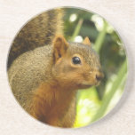 Portrait of a Squirrel Nature Animal Photography Coaster