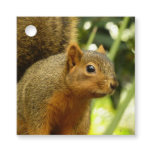 Portrait of a Squirrel Nature Animal Photography Favor Tags