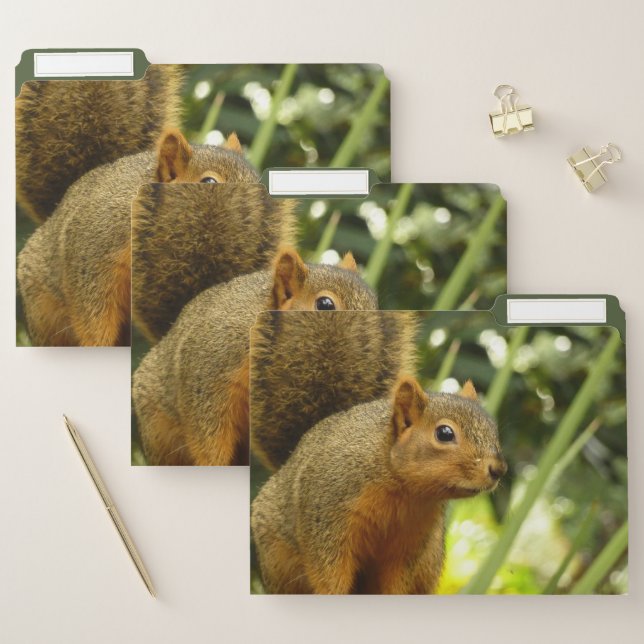 Portrait of a Squirrel Nature Animal Photography File Folder (Set)