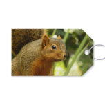 Portrait of a Squirrel Nature Animal Photography Gift Tags