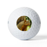 Portrait of a Squirrel Nature Animal Photography Golf Balls