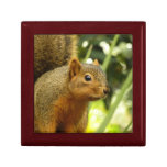 Portrait of a Squirrel Nature Animal Photography Keepsake Box