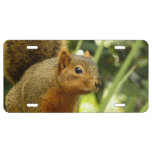 Portrait of a Squirrel Nature Animal Photography License Plate