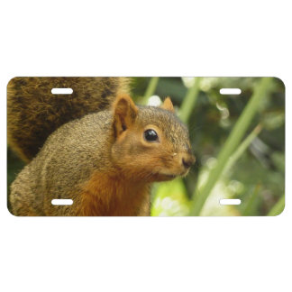 Portrait of a Squirrel Nature Animal Photography License Plate