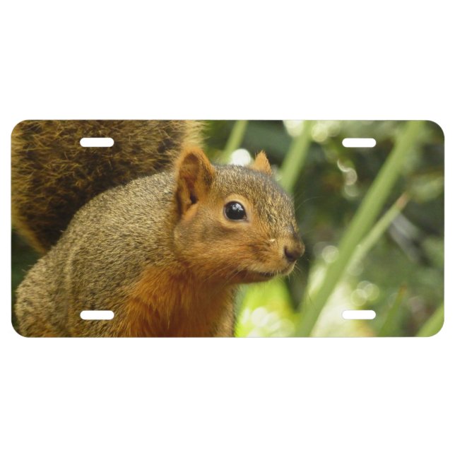 Portrait of a Squirrel Nature Animal Photography License Plate (Front)