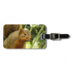 Portrait of a Squirrel Nature Animal Photography Luggage Tag