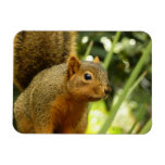 Portrait of a Squirrel Nature Animal Photography Magnet