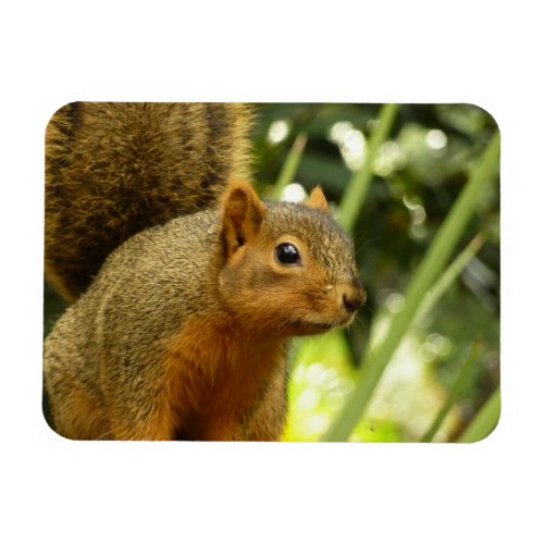 Portrait of a Squirrel Nature Animal Photography Magnet