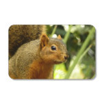 Portrait of a Squirrel Nature Animal Photography Matchboxes