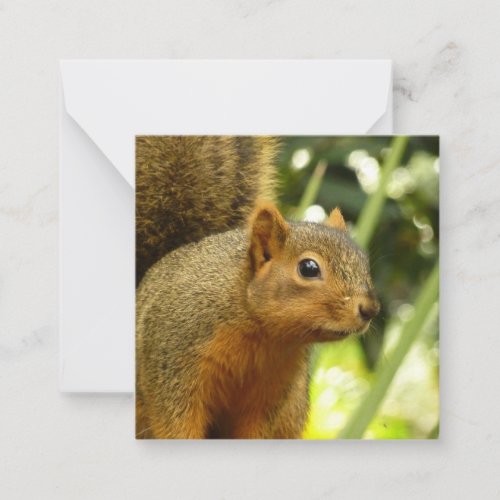 Portrait of a Squirrel Nature Animal Photography Note Card