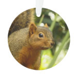 Portrait of a Squirrel Nature Animal Photography Ornament
