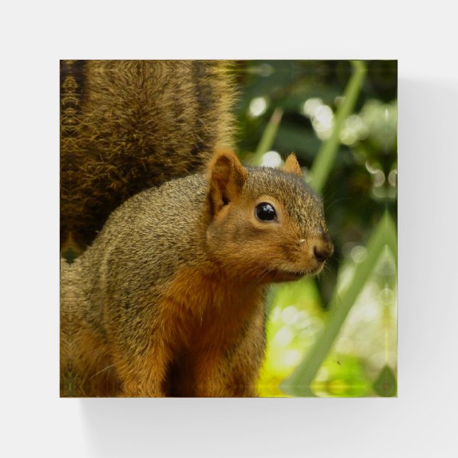 Portrait of a Squirrel Nature Animal Photography Paperweight (Front)