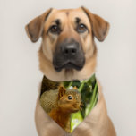 Portrait of a Squirrel Nature Animal Photography Pet Bandana Collar