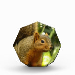Portrait of a Squirrel Nature Animal Photography Photo Block