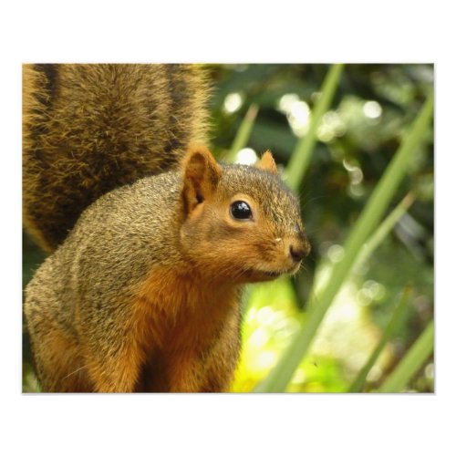 Portrait of a Squirrel Nature Animal Photography Photo Print