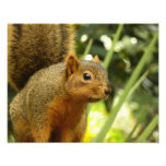 Portrait of a Squirrel Nature Animal Photography Photo Print
