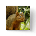 Portrait of a Squirrel Nature Animal Photography Pinback Button
