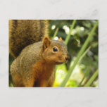 Portrait of a Squirrel Nature Animal Photography Postcard
