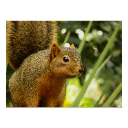 Portrait of a Squirrel Nature Animal Photography Poster