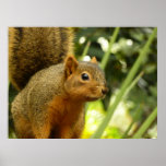 Portrait of a Squirrel Nature Animal Photography Poster