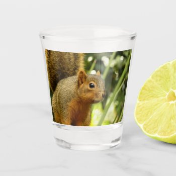 Portrait Of A Squirrel Nature Animal Photography Shot Glass by mlewallpapers at Zazzle
