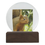 Portrait of a Squirrel Nature Animal Photography Snow Globe