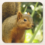 Portrait of a Squirrel Nature Animal Photography Square Paper Coaster