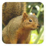 Portrait of a Squirrel Nature Animal Photography Square Sticker