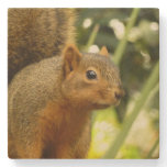 Portrait of a Squirrel Nature Animal Photography Stone Coaster