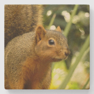 Portrait of a Squirrel Nature Animal Photography Stone Coaster