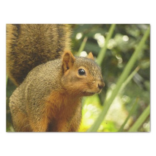 Portrait of a Squirrel Nature Animal Photography Tissue Paper