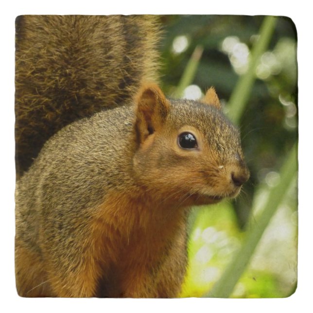 Portrait of a Squirrel Nature Animal Photography Trivet (Front)