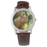 Portrait of a Squirrel Nature Animal Photography Watch