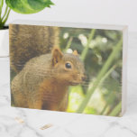 Portrait of a Squirrel Nature Animal Photography Wooden Box Sign