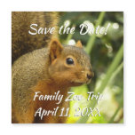 Portrait of a Squirrel Nature Animal Save the Date